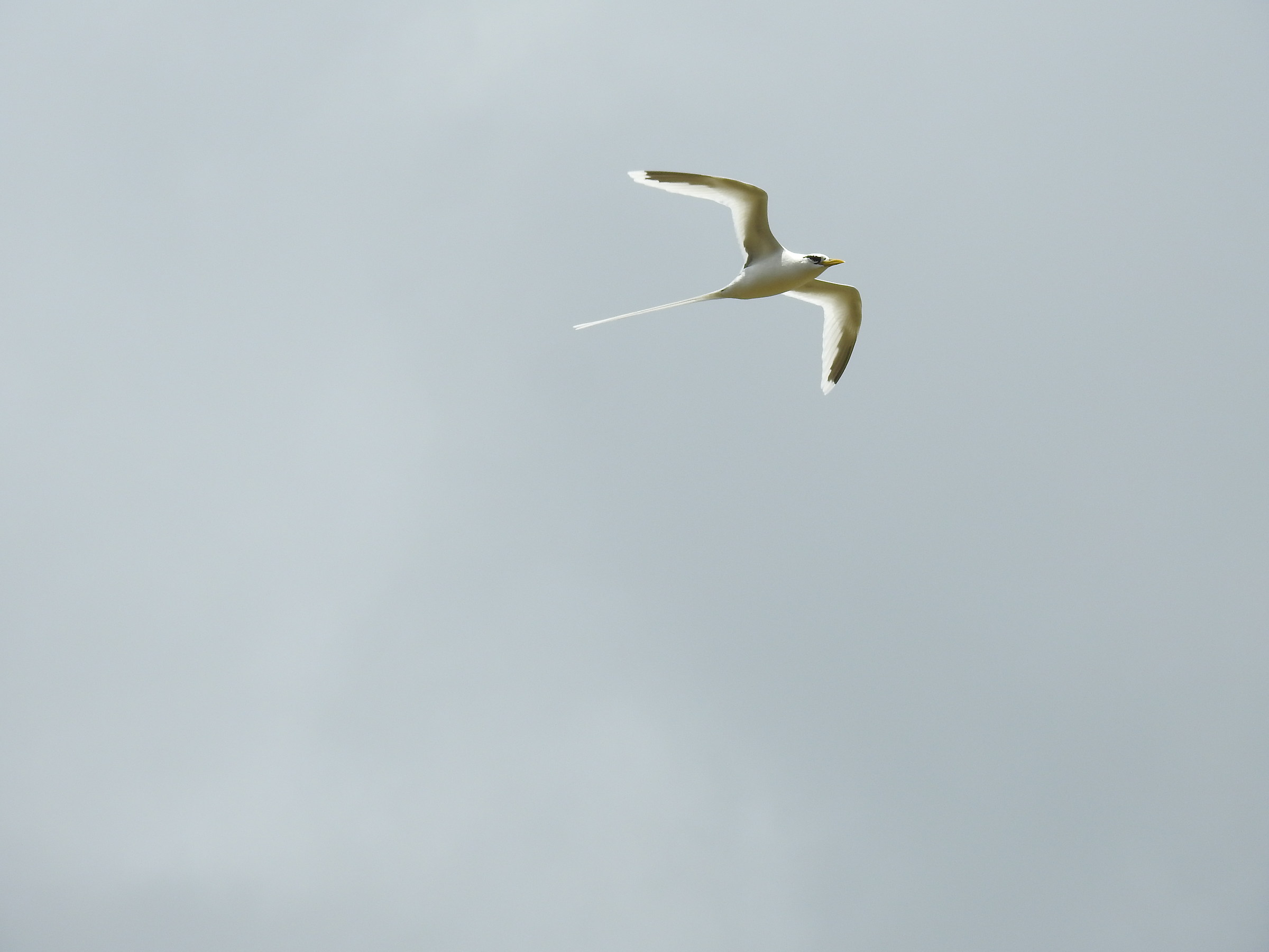 Fetonte codarossa ad alta quota