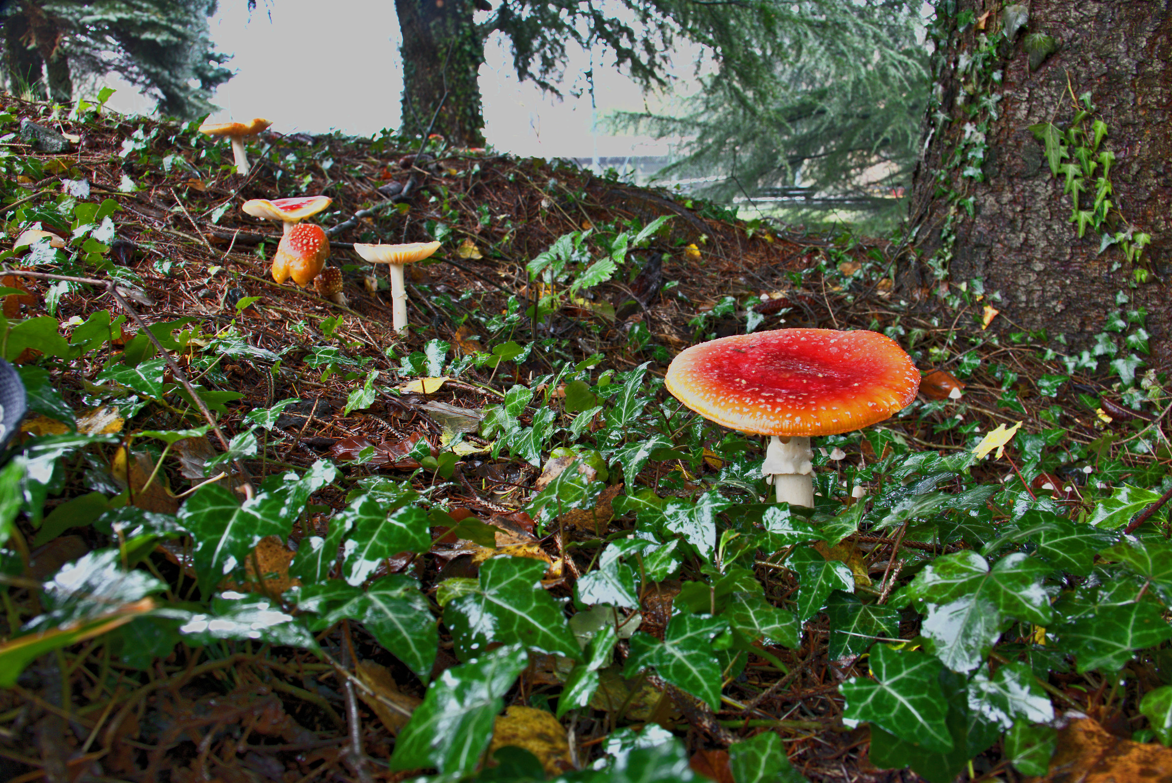 Mushrooms Sotot The Firs