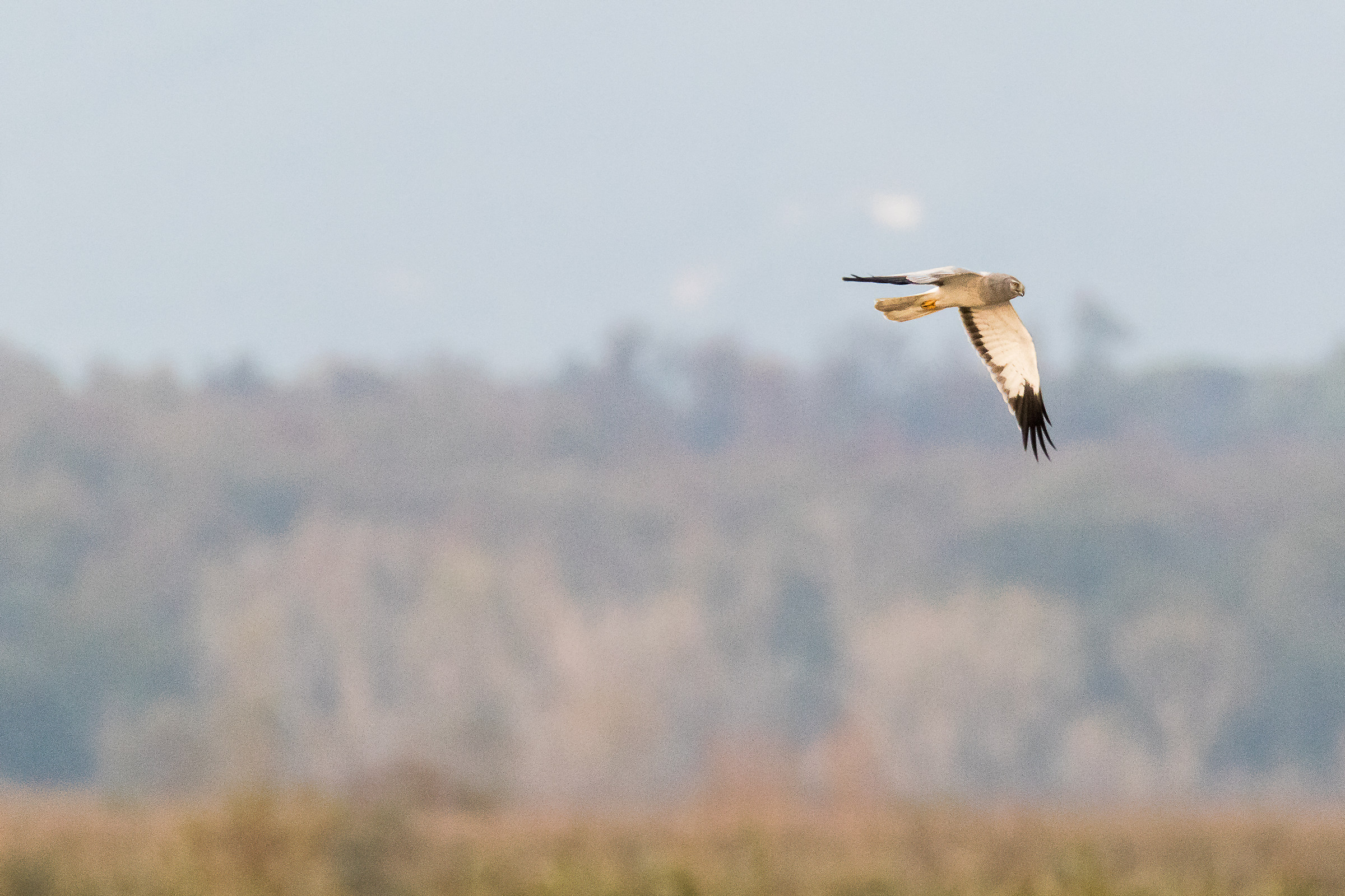 Royal Albanella in reconnaissance