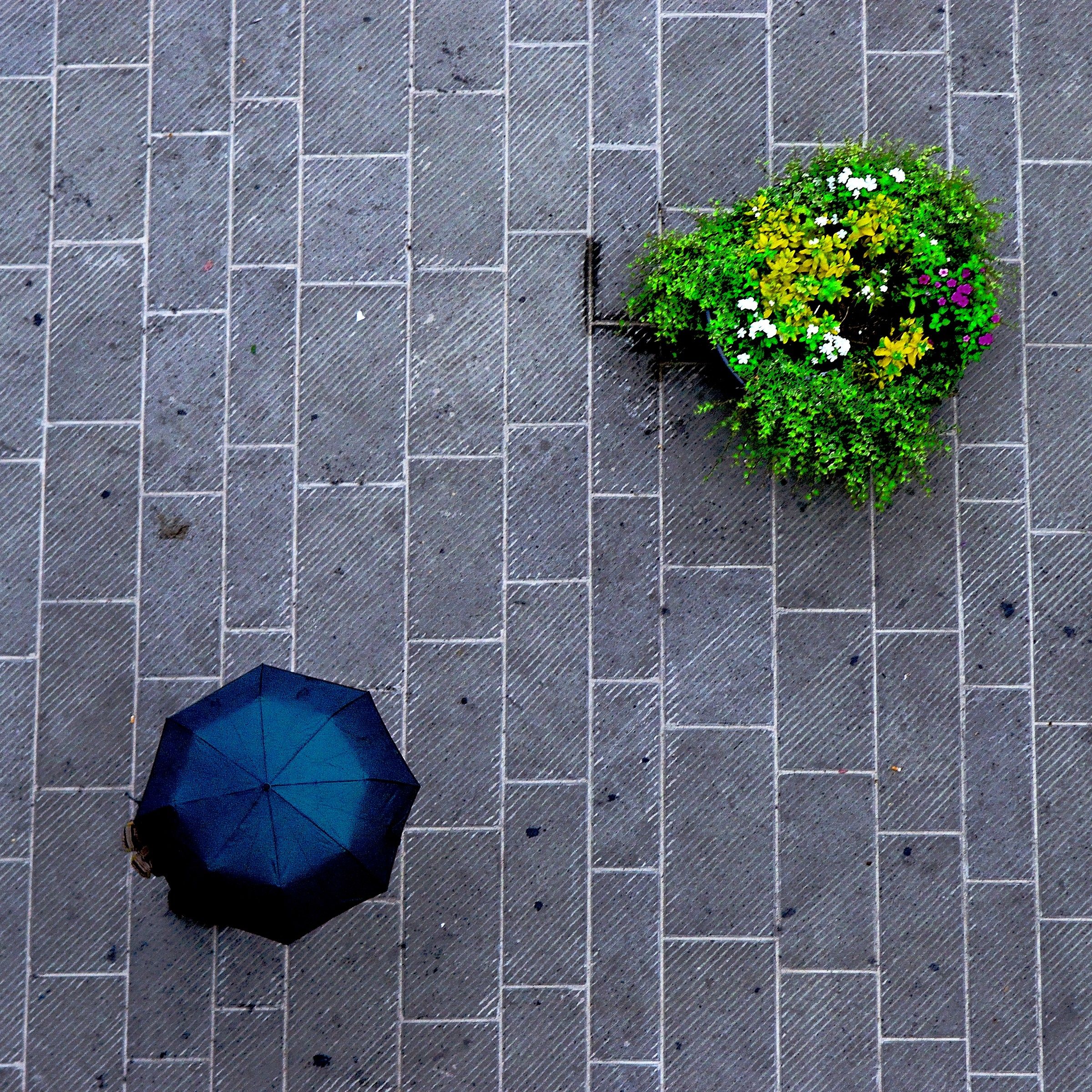 Pioggia No Pioggia SI