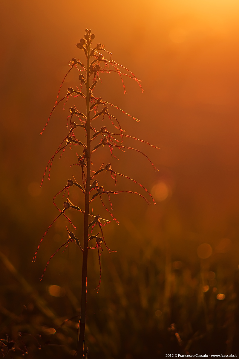 Himantoglossum adriaticum H. Baumann, 1978