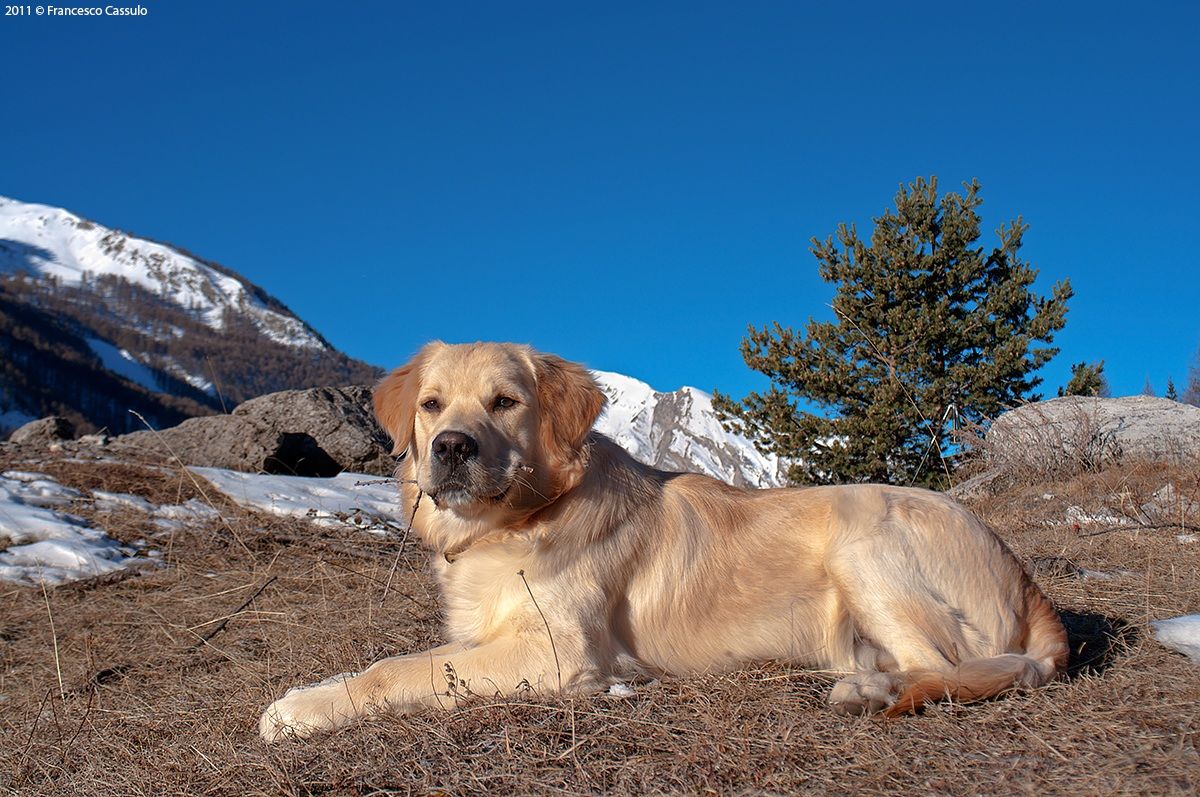My dog ??Brick, Golden Retriever 14 months.