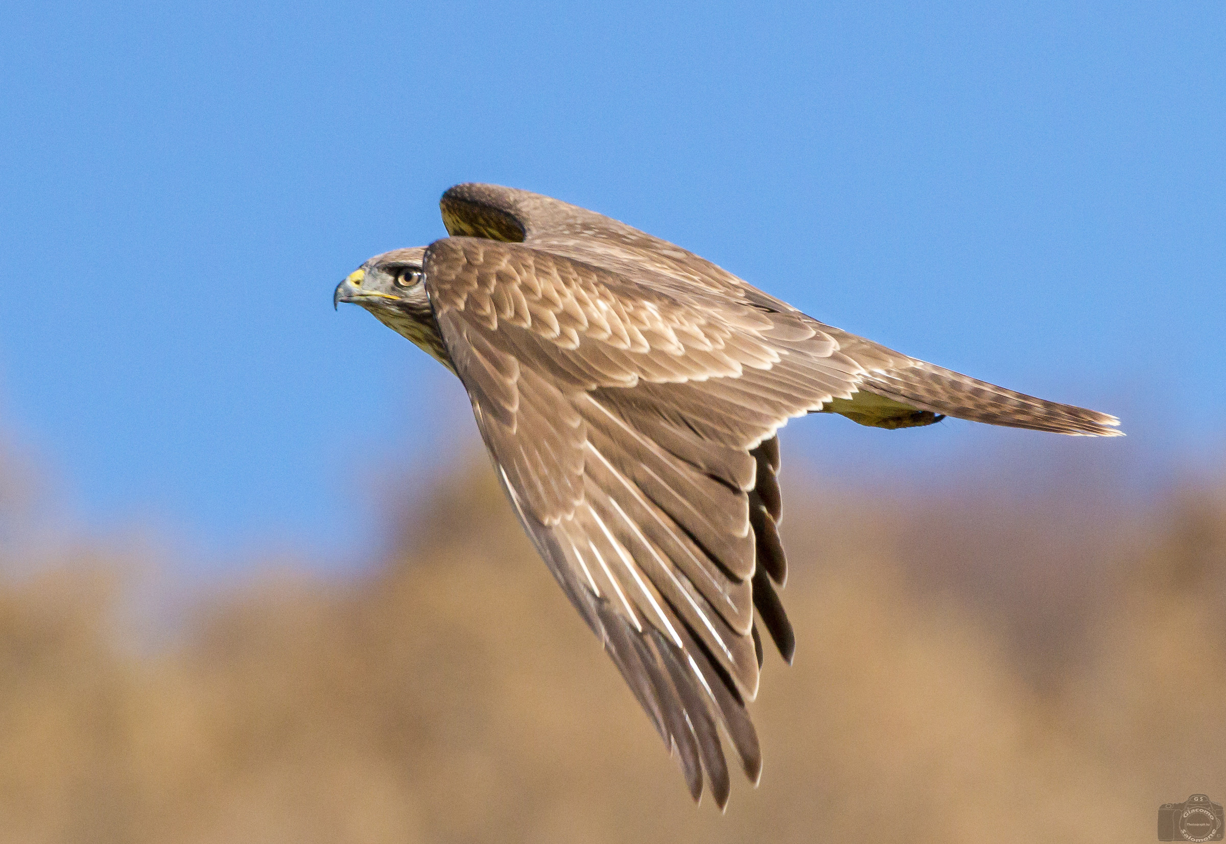 Buzzard in flight..