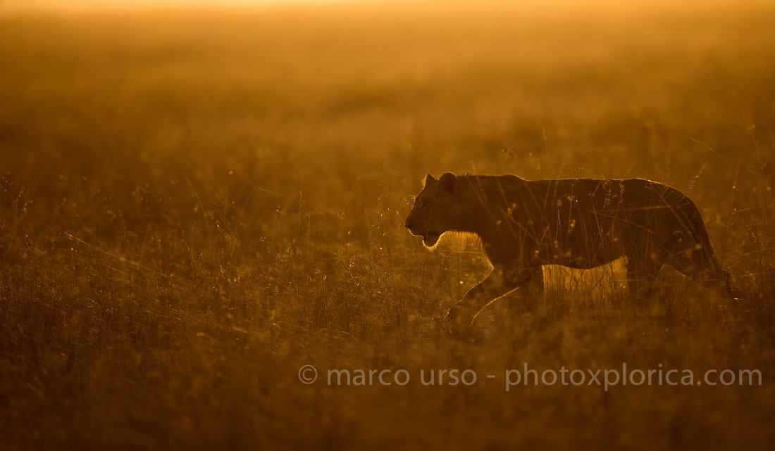 Lioness dawn - Masai Mara