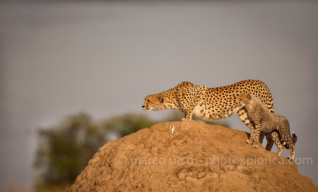 Cheetah and small - Masai Mara