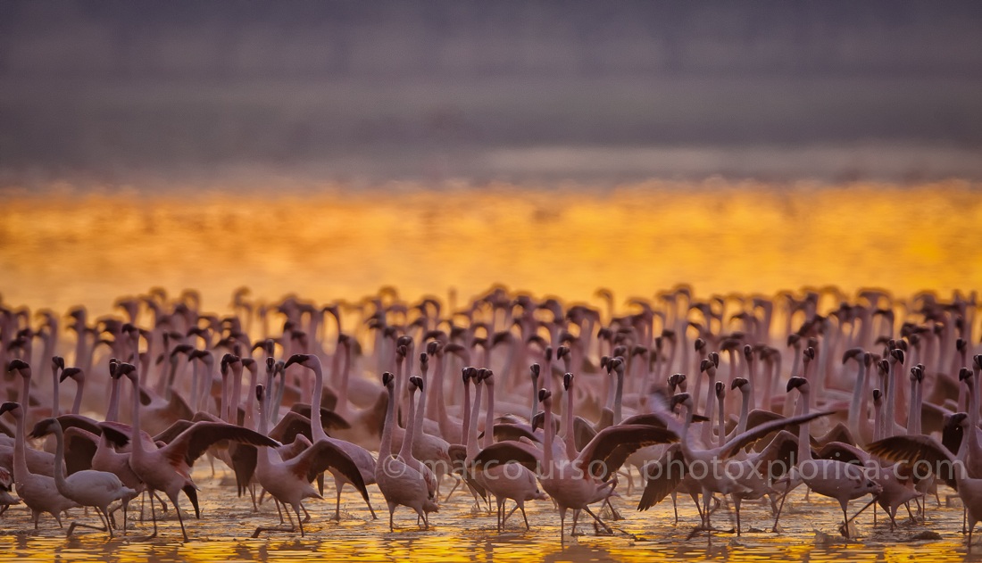 Fenicotteri al Lake Nakuru
