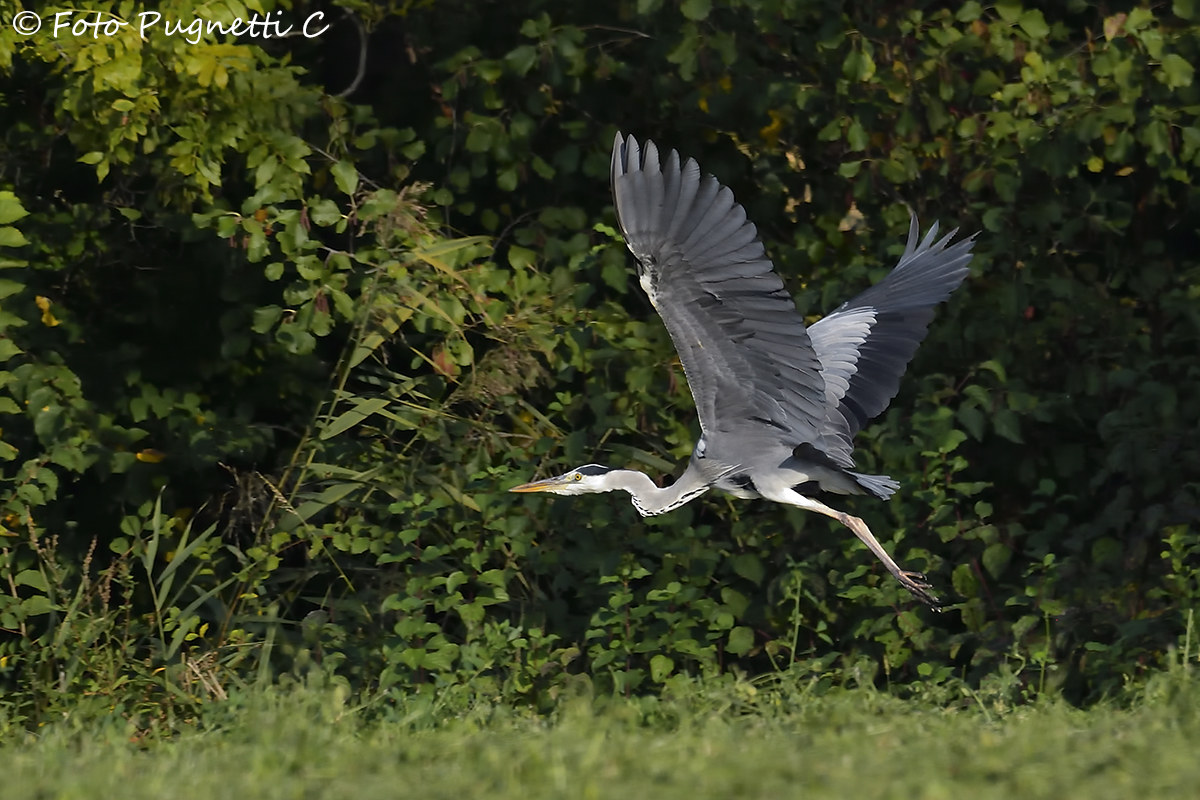 Grey Heron