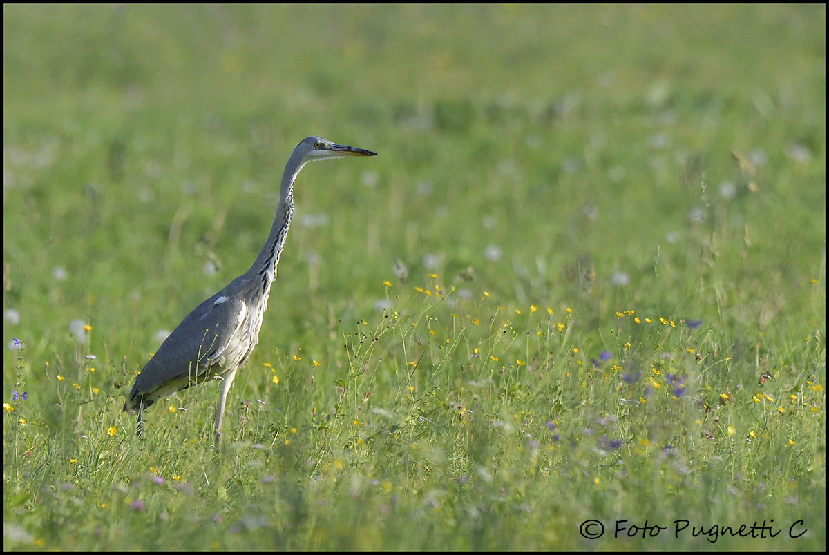 Grey Heron
