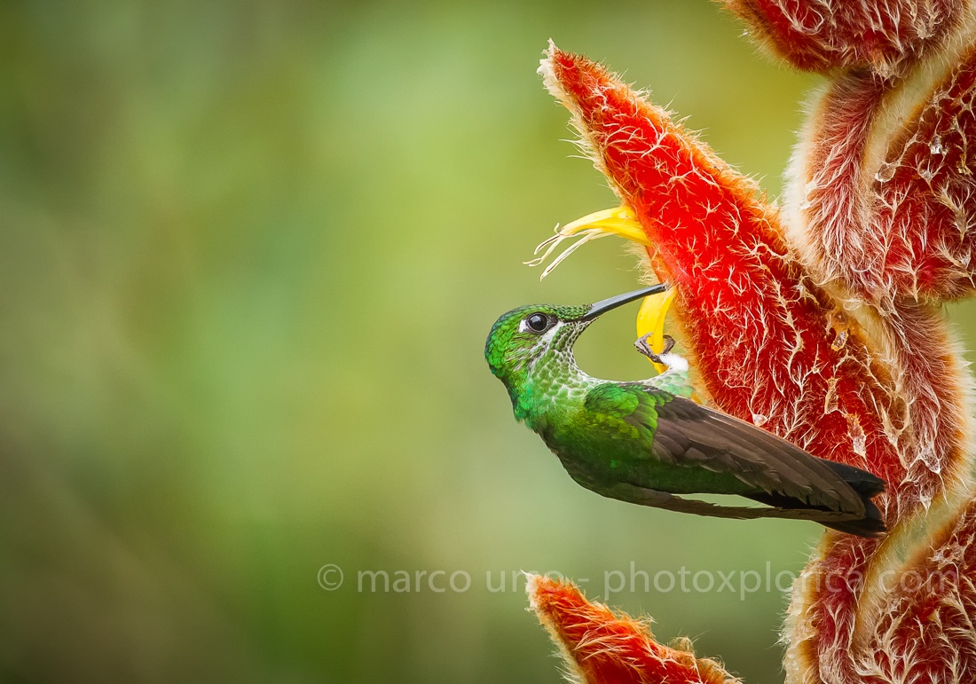 Hummingbird - Costa Rica