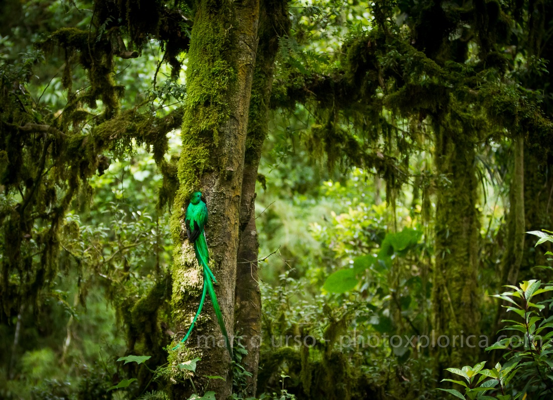 Quetzal nel suo habitat - Costa Rica