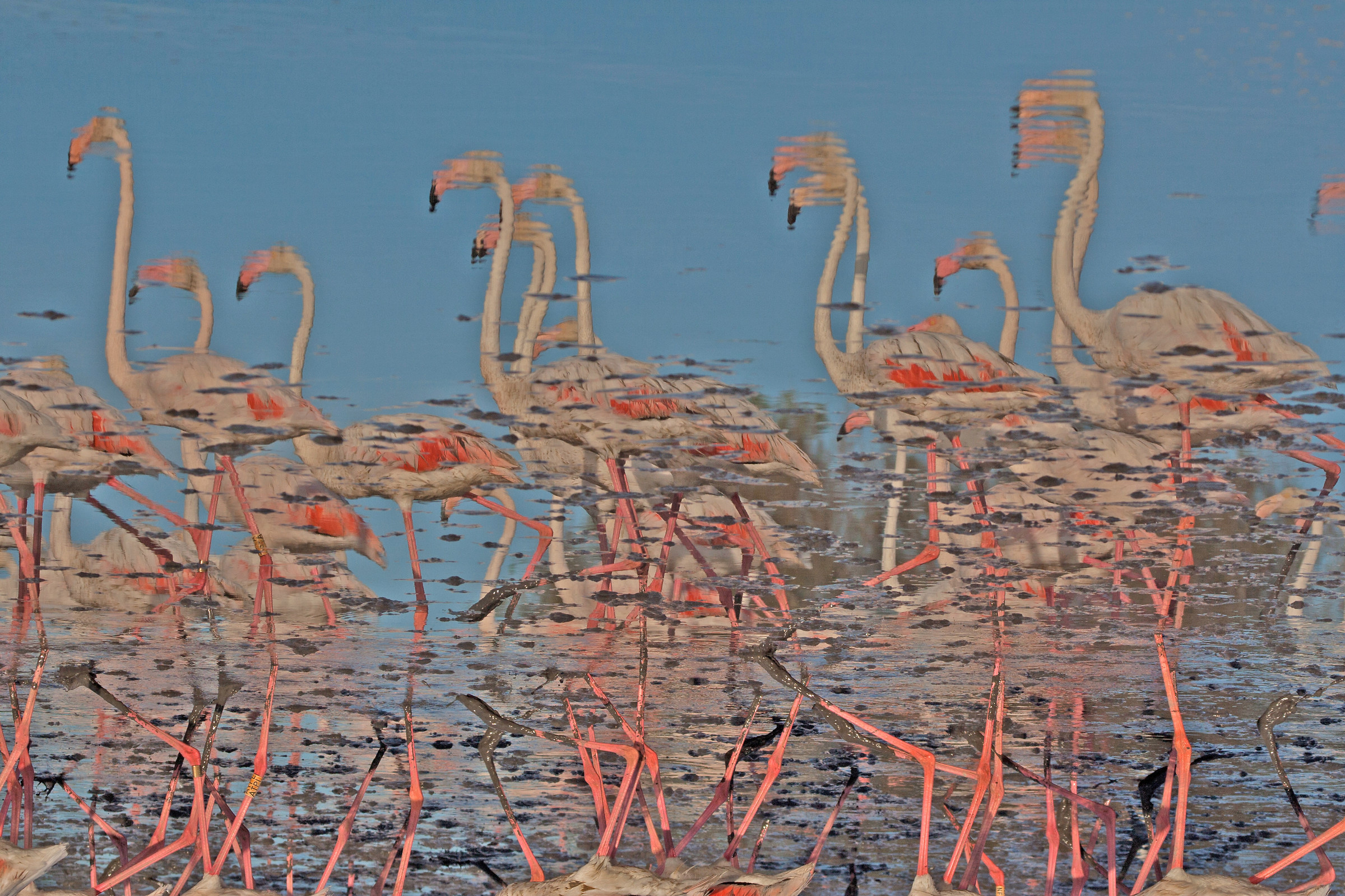 Upside Down Flamingos