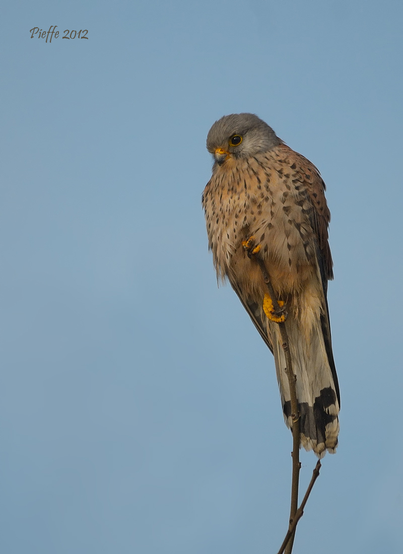 The Equilibrista ...