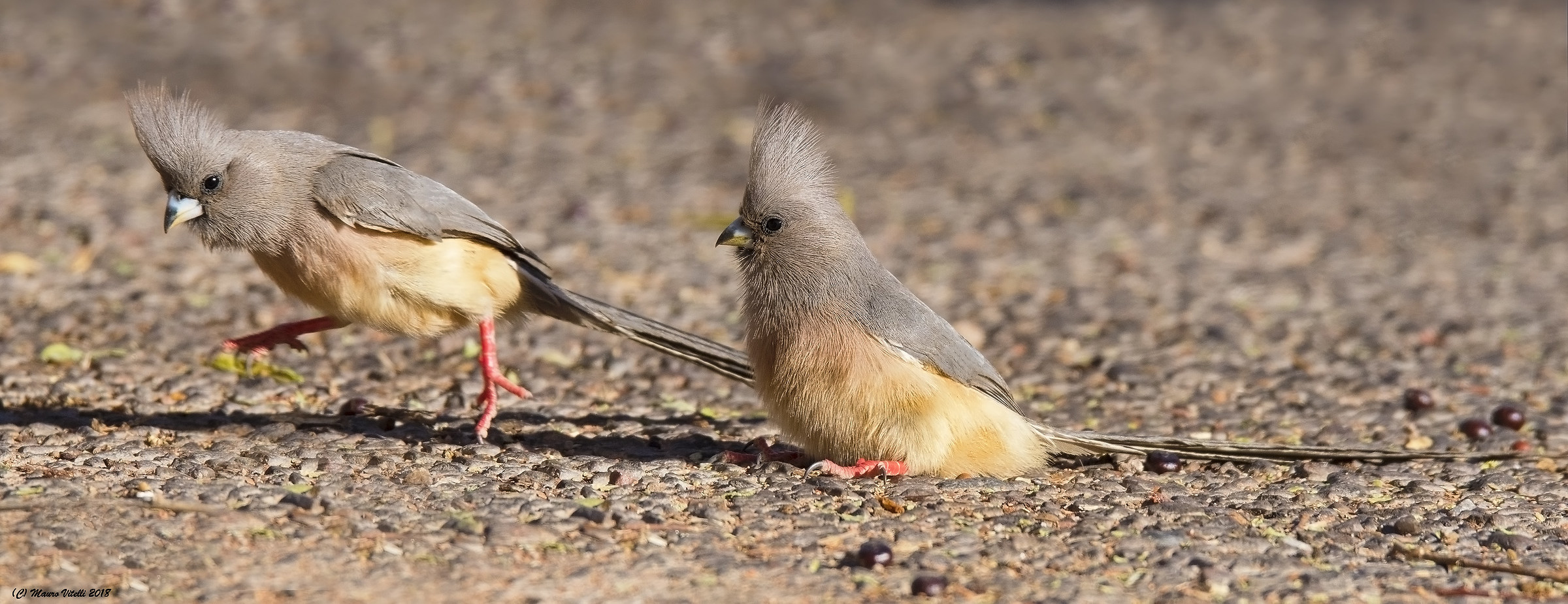 Uccelli Topo (Colius colius)