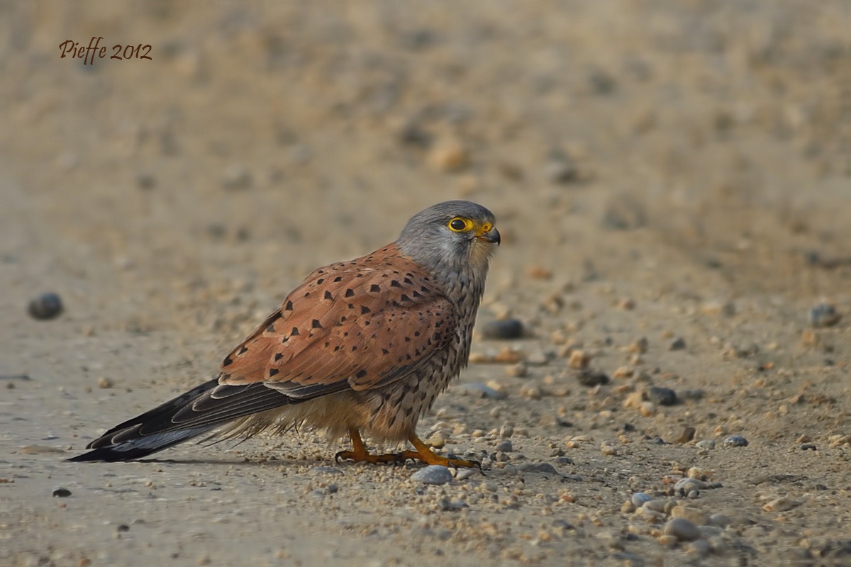 Hence you do not pass ...