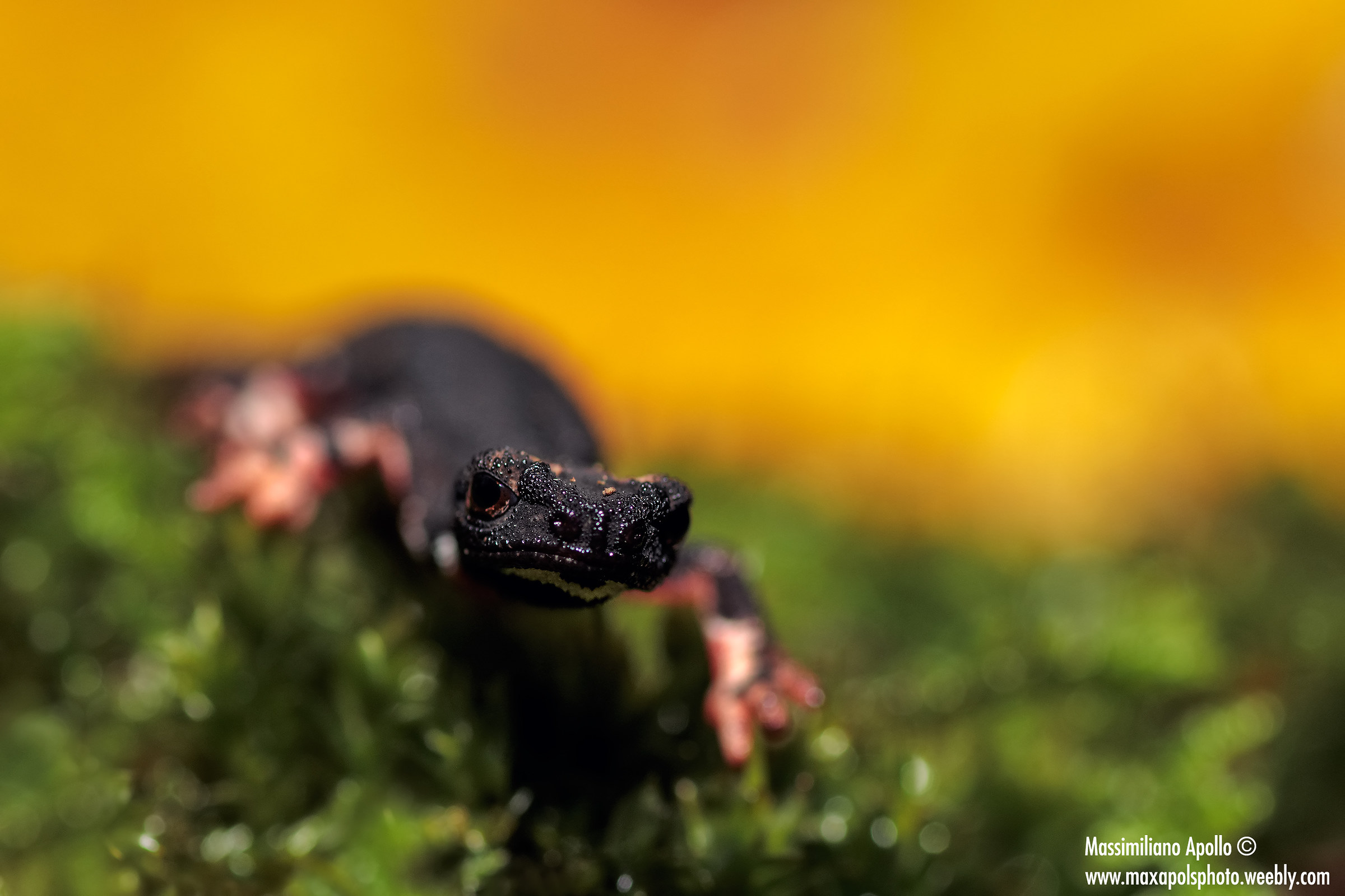 Salamander with glasses of autumn tint..