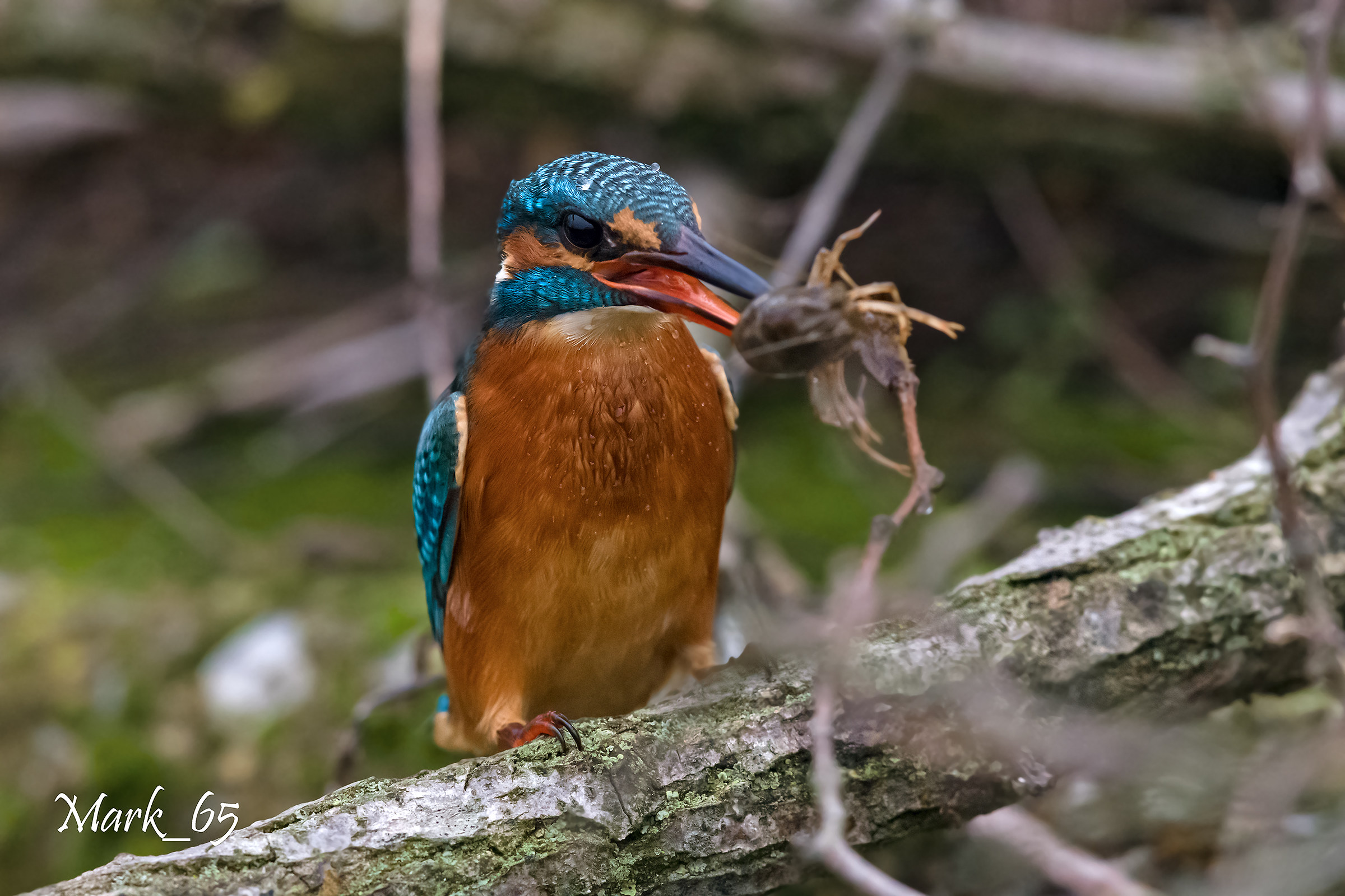 il pescato di stamattina