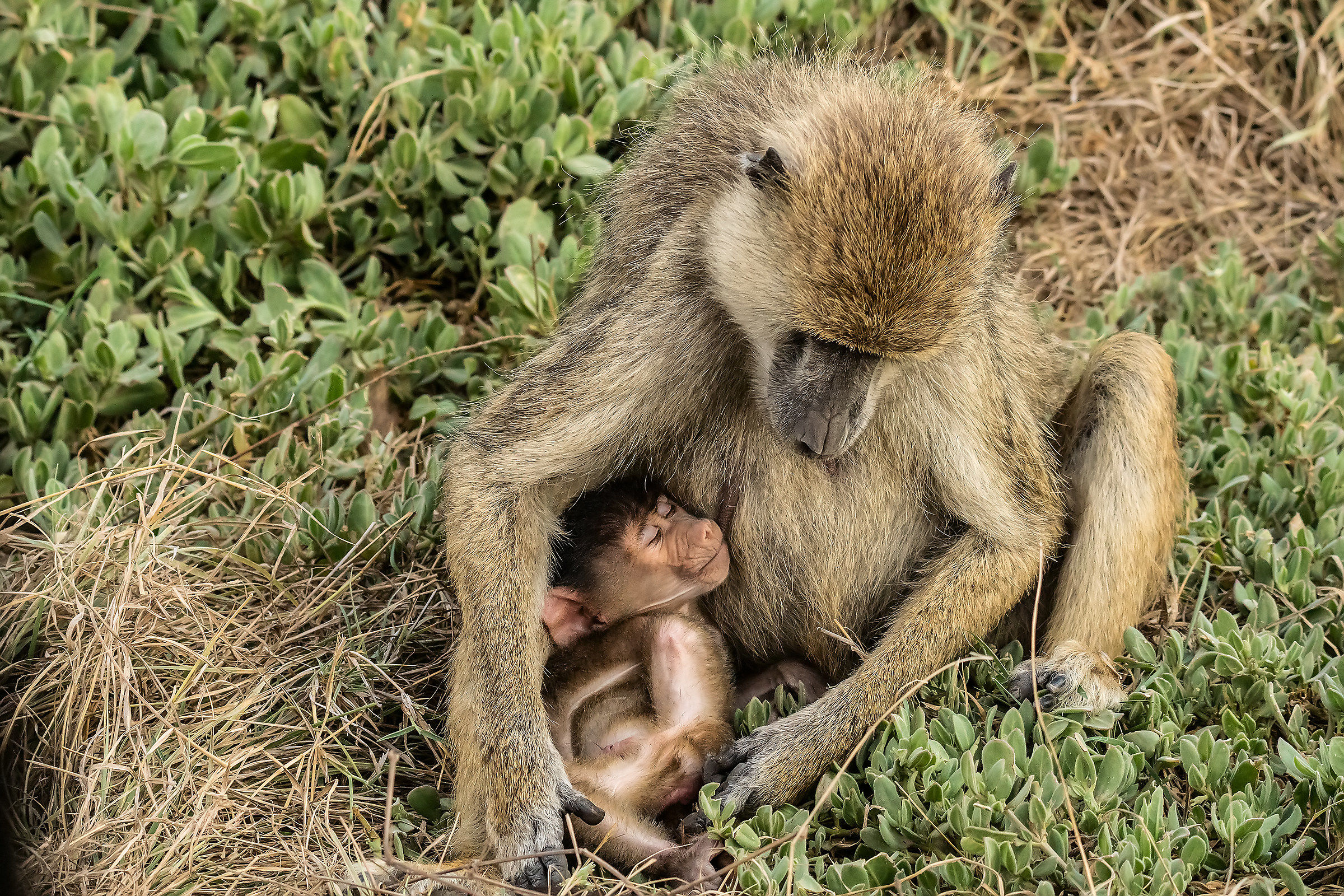 Baboons Family Square