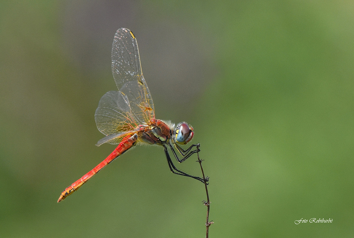 Mi faccio un tiro...