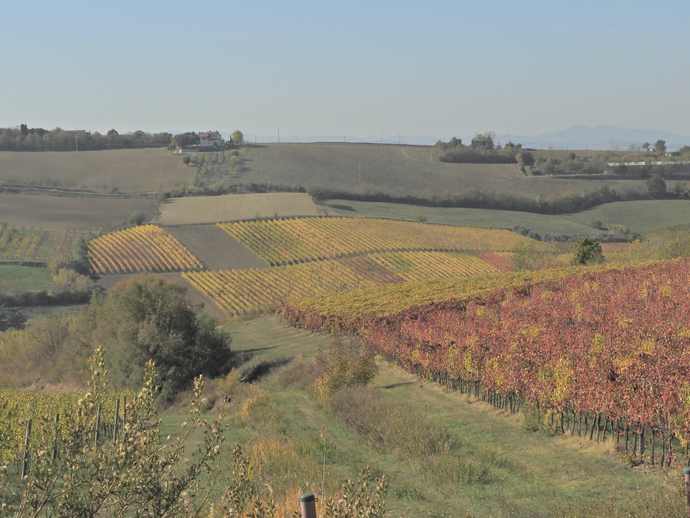 Verso Bertinoro