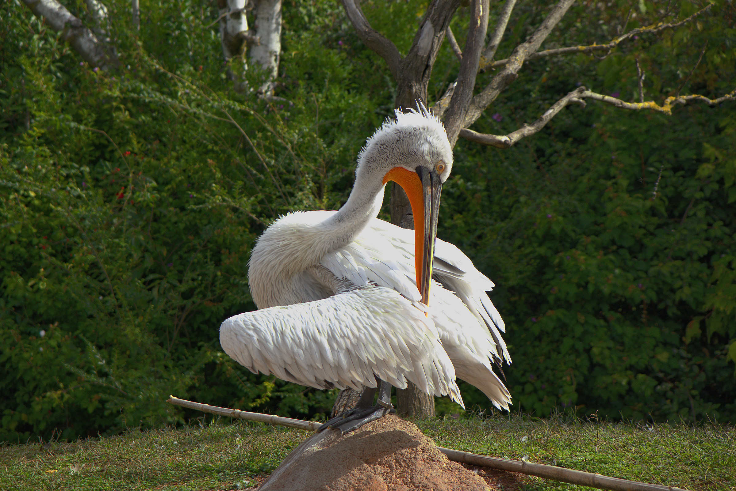 Pellicano you system the plumage in the cattiness