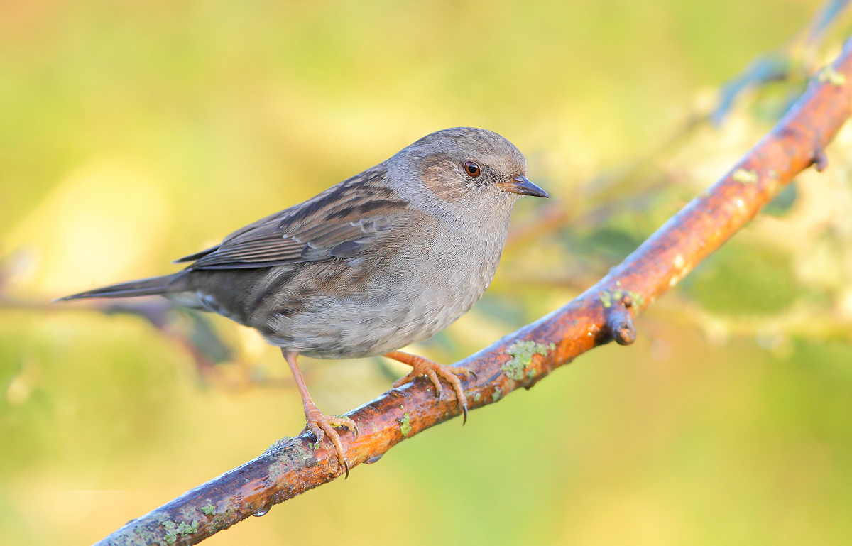 Passera Dunnock