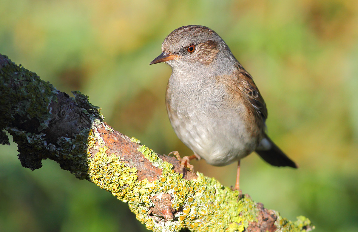 Passera Dunnock