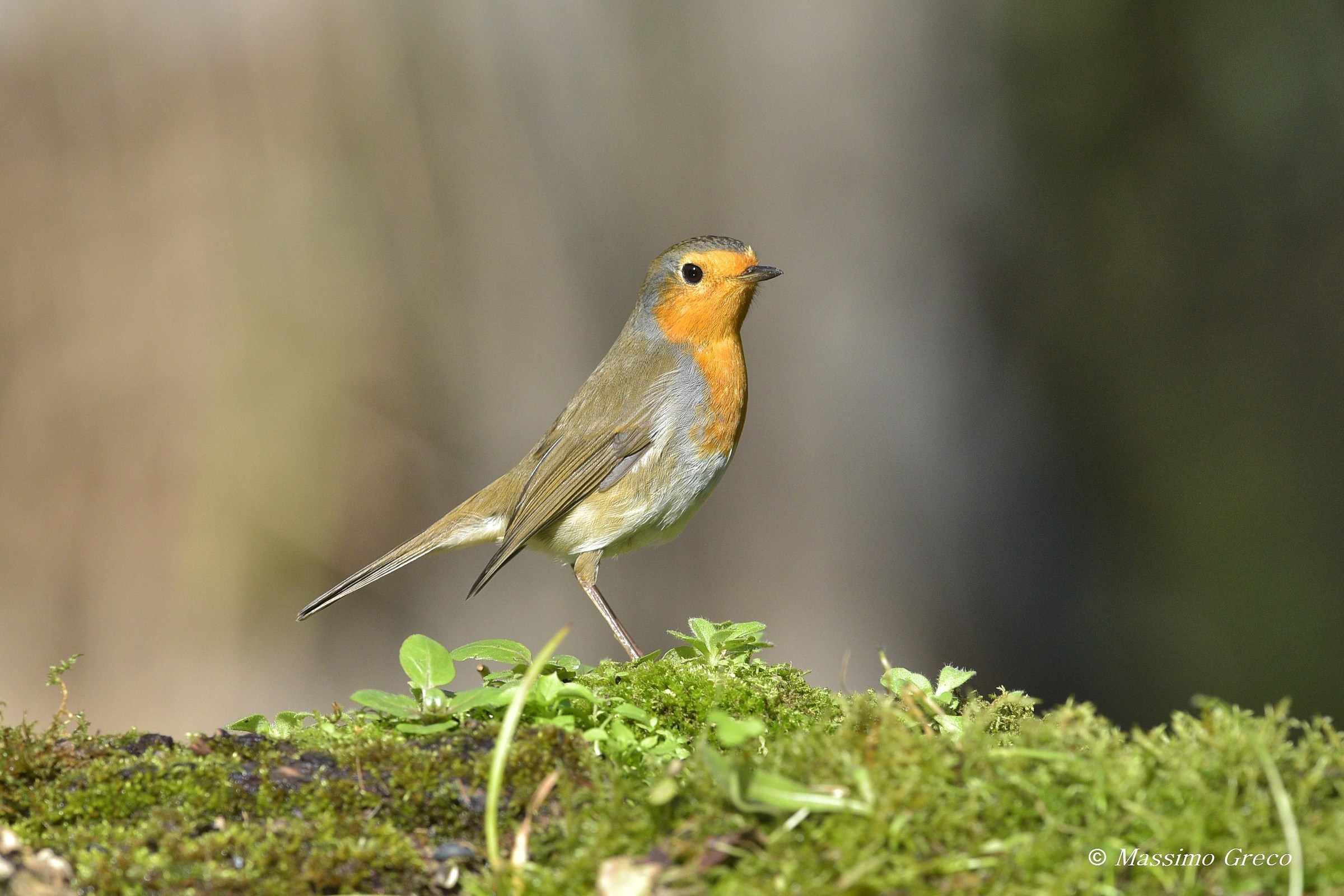 Pettirosso (Erithacus rubecola)