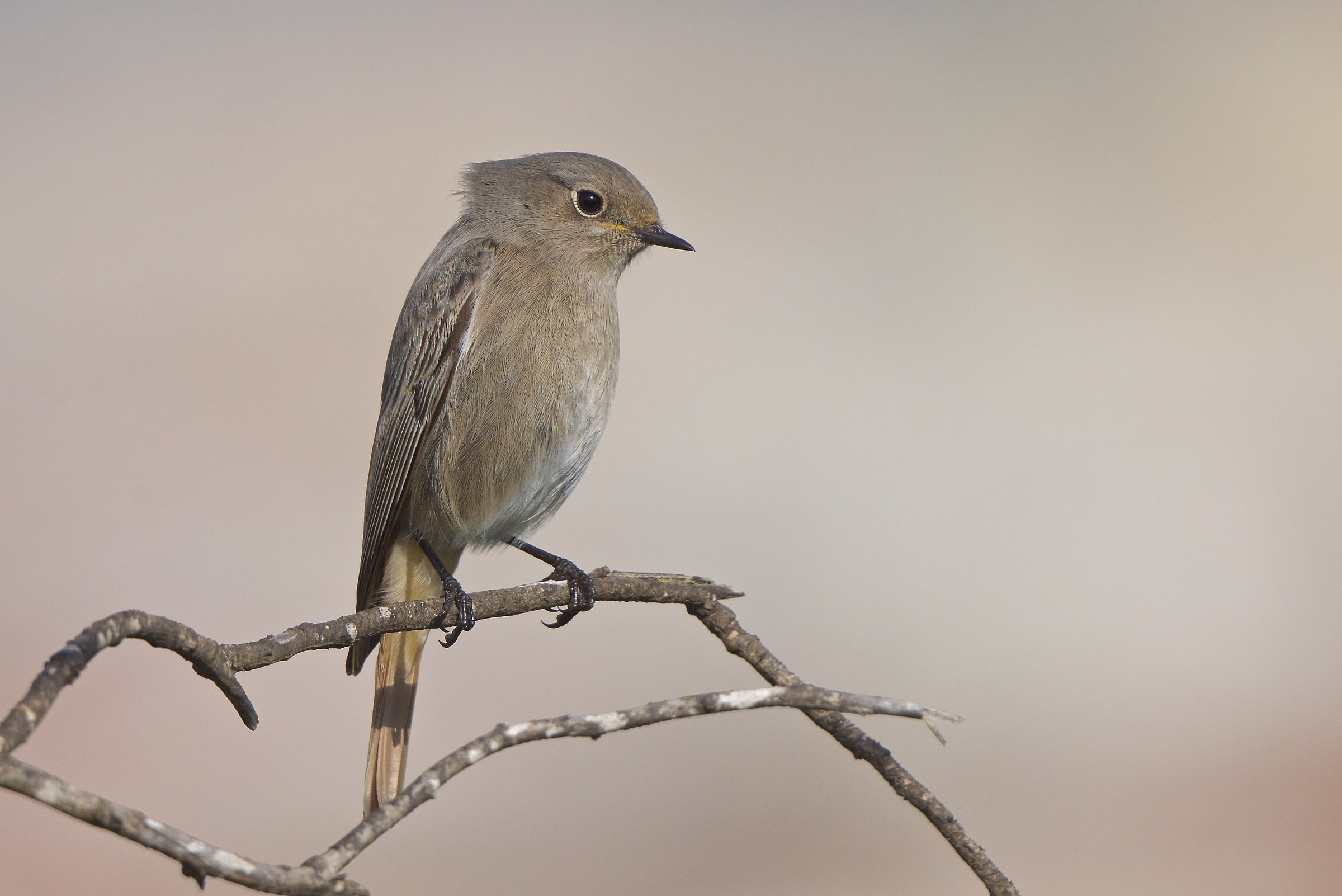Codirosso spazzacamino