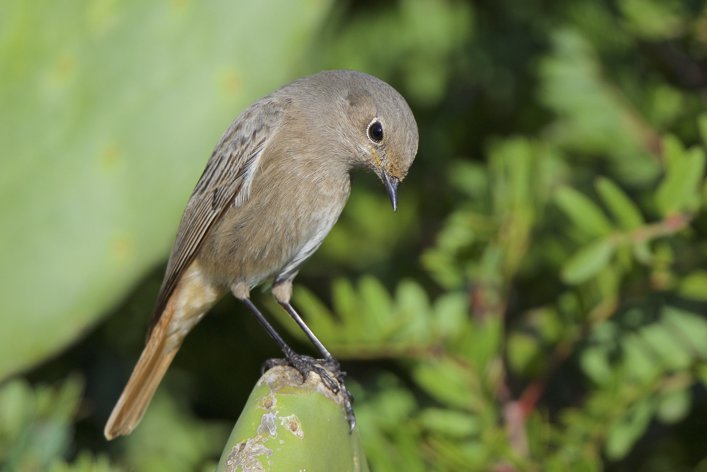 Codirosso spazzacamino