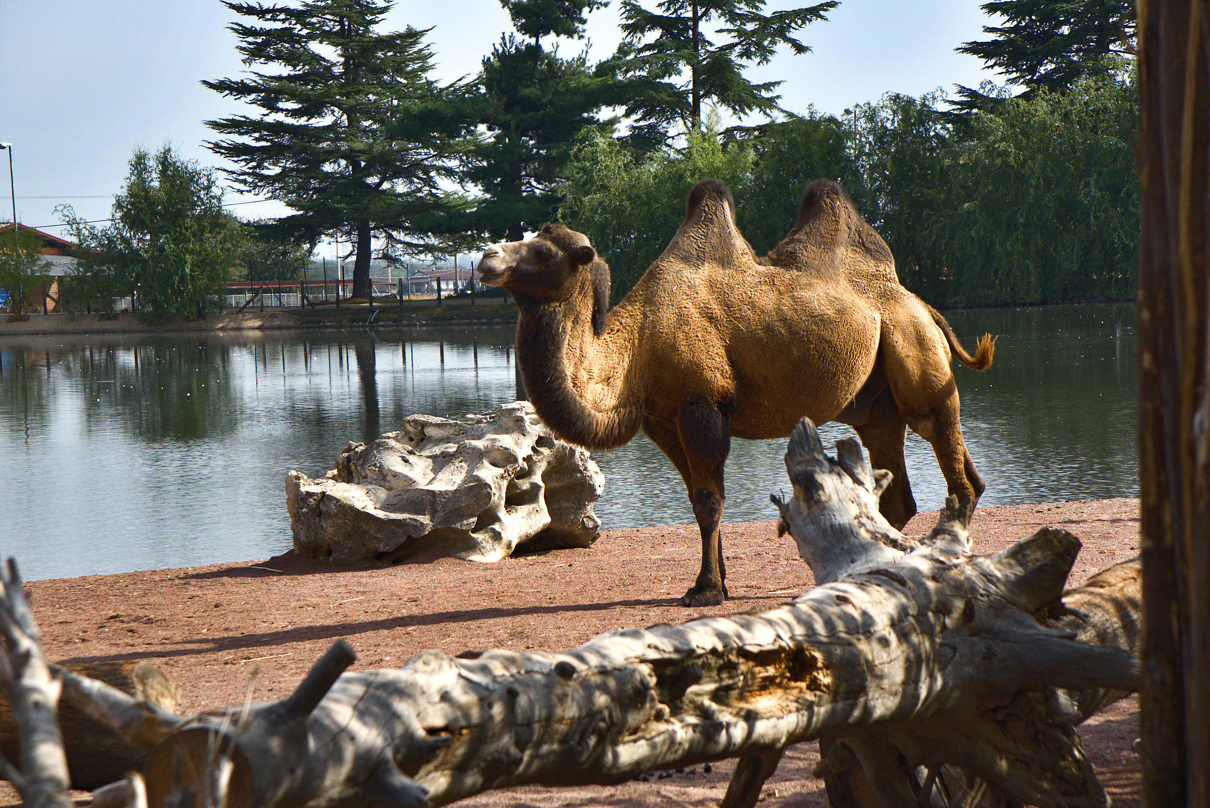 Bactrian Camel in an EcoPark
