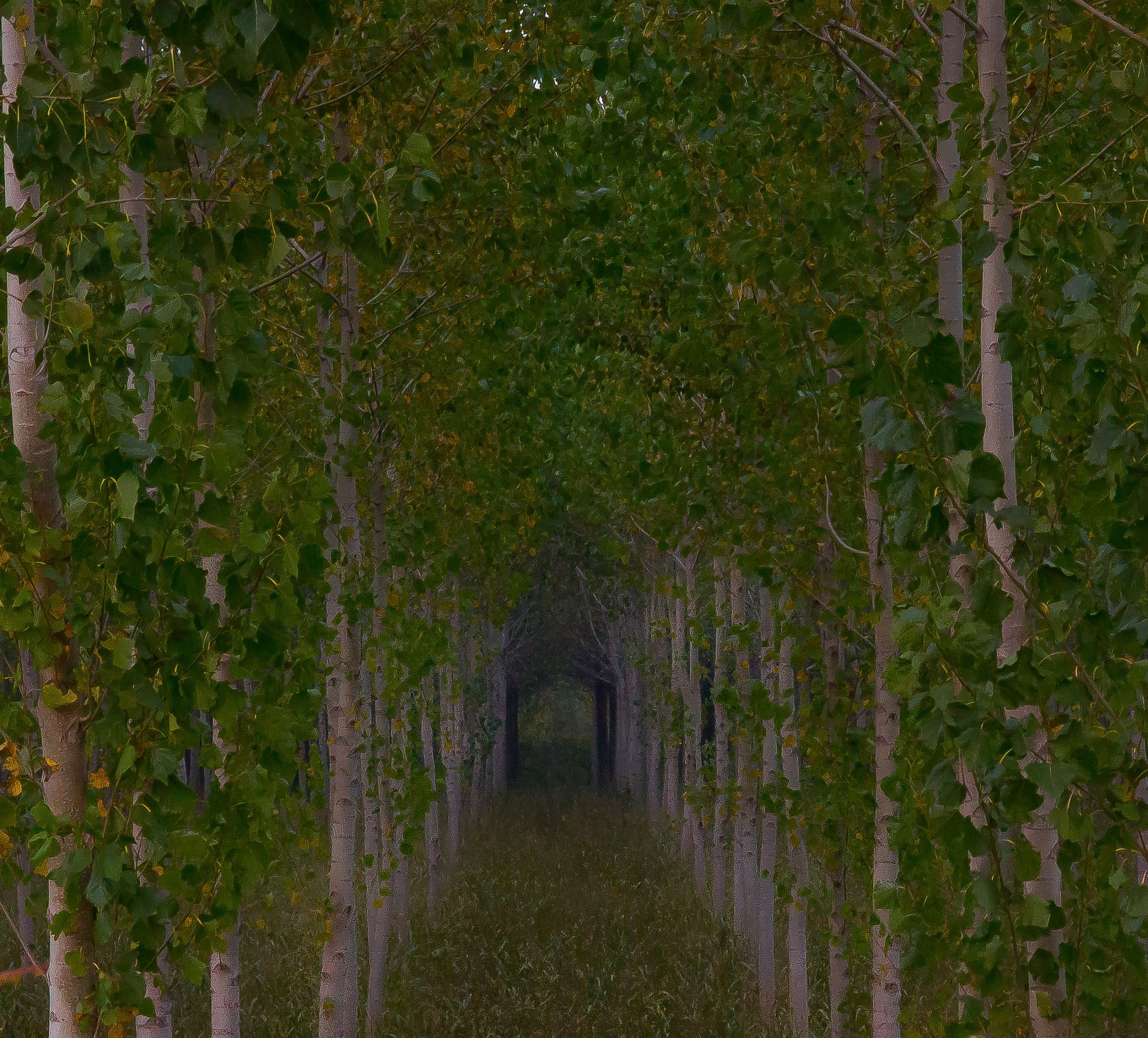 Tunnel autumn