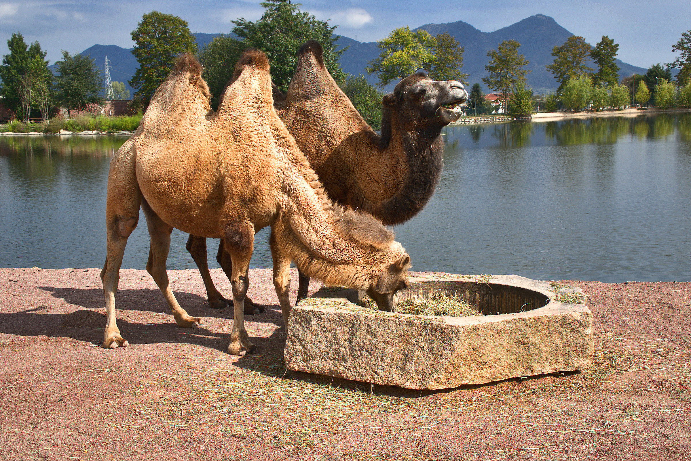 Pair of Bactrian camels in an EcoPark