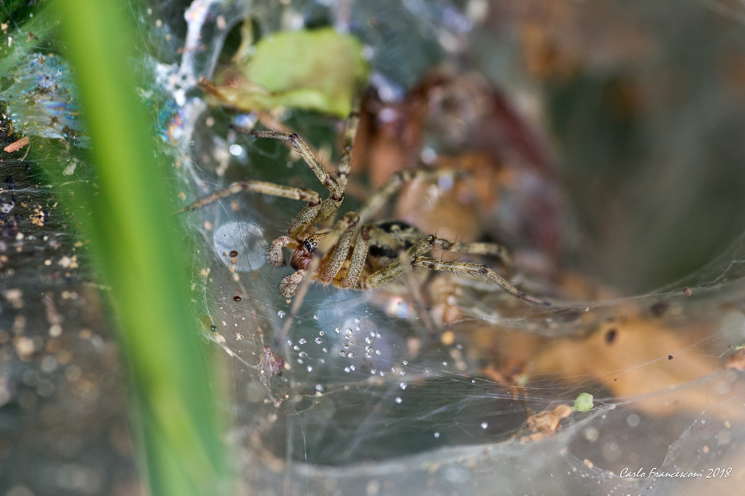 in attesa della preda