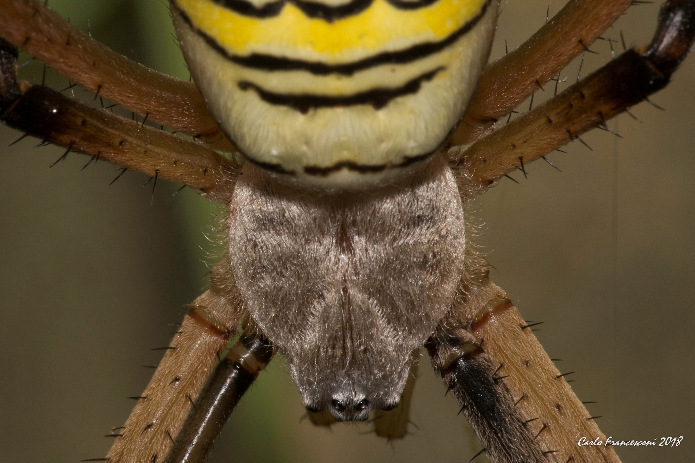 Ragno Tigre - Argiope Bruennichi - Particolare