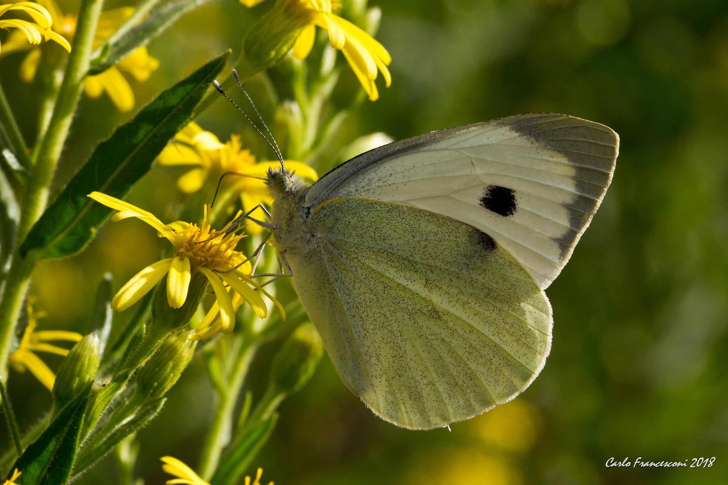 Papilio Linnaeus, 1758 - forse