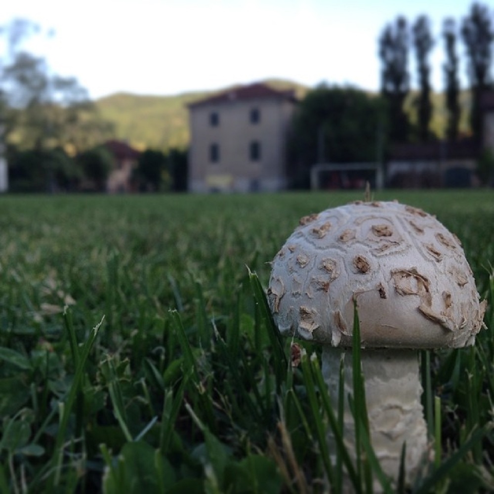 Point of view Lillipuziano....