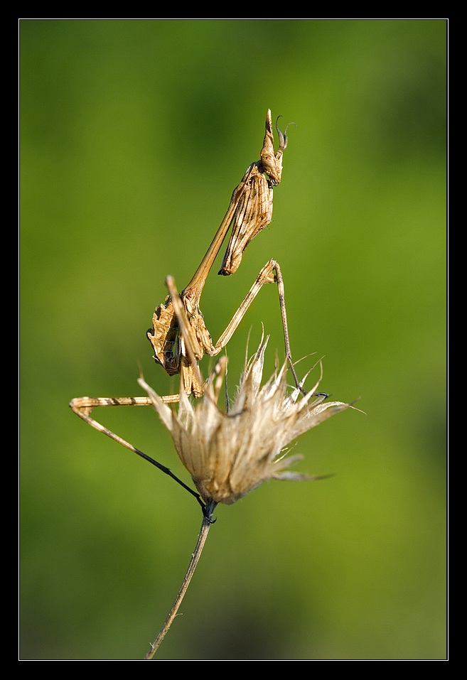 Empusa Pennata