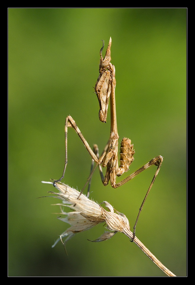 Empusa Pennata