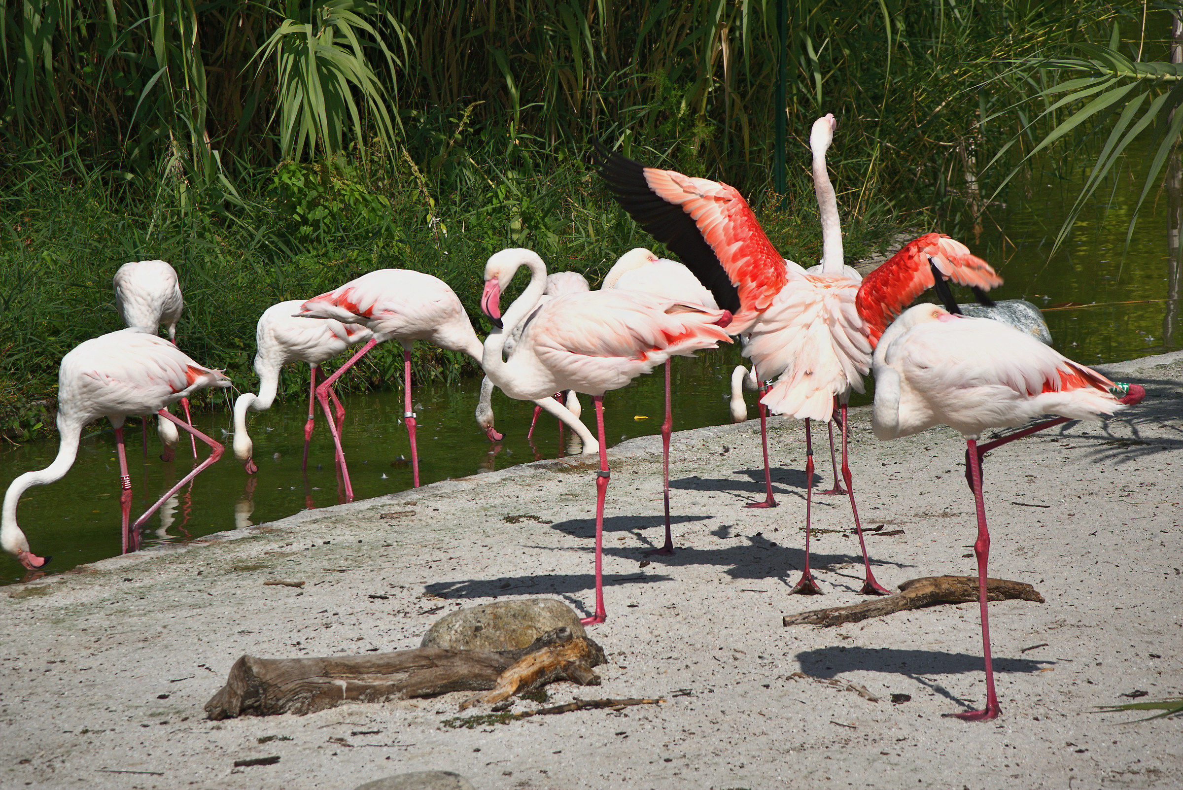 Flamingos at Bioparco