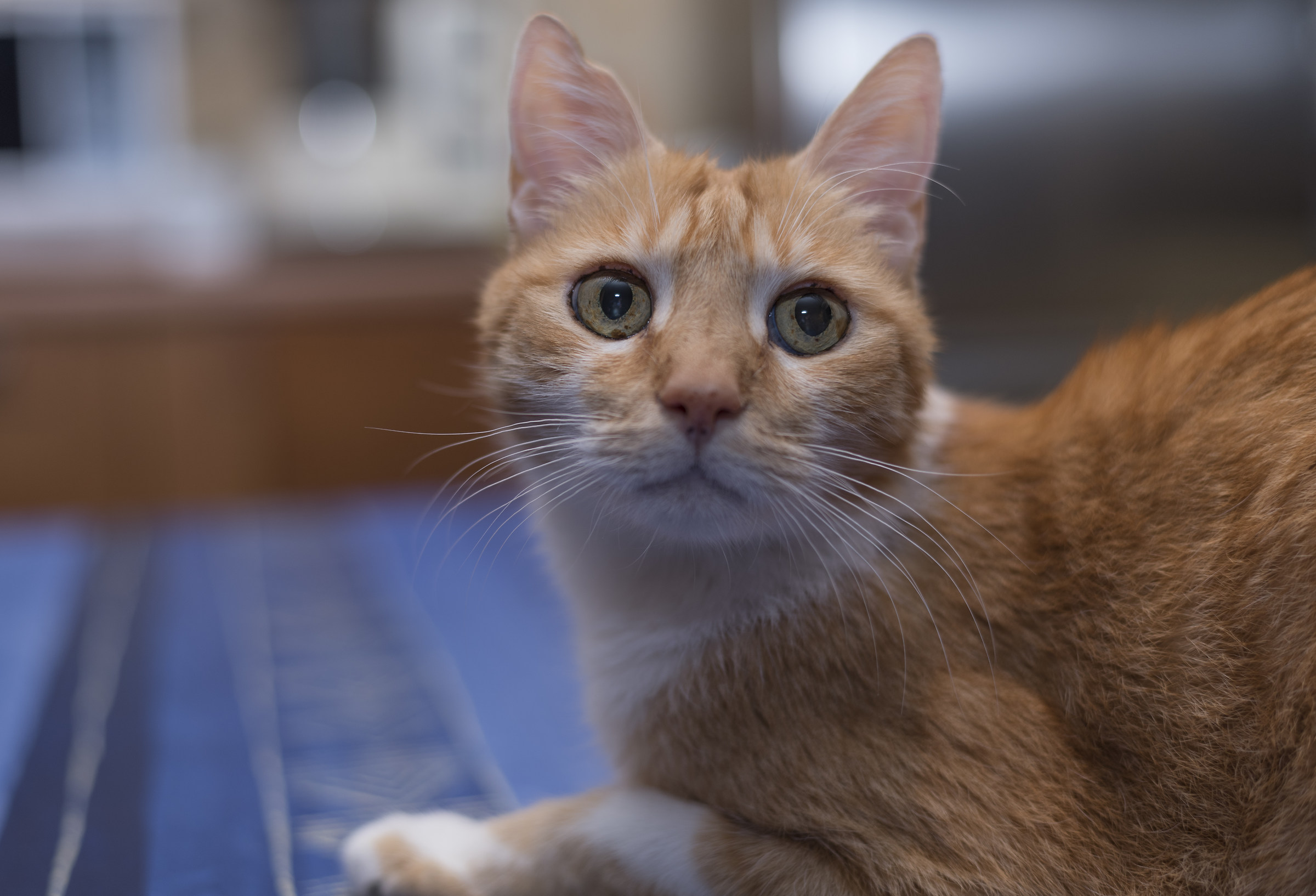 Quando arriva la mia padroncina?