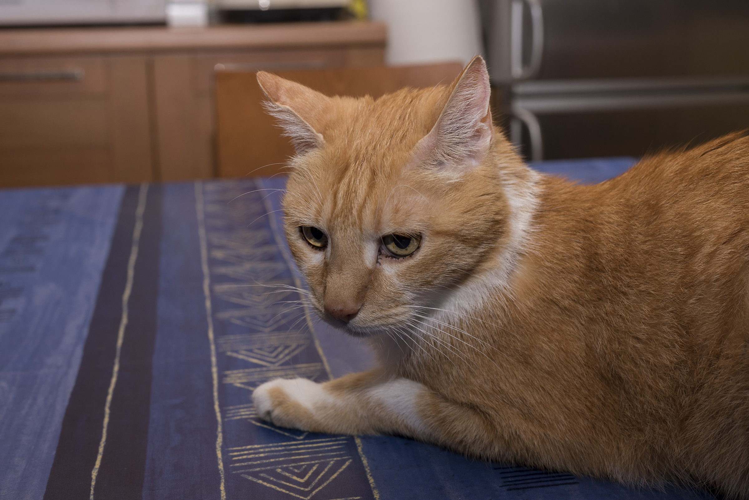 Quando arriva la pappa?