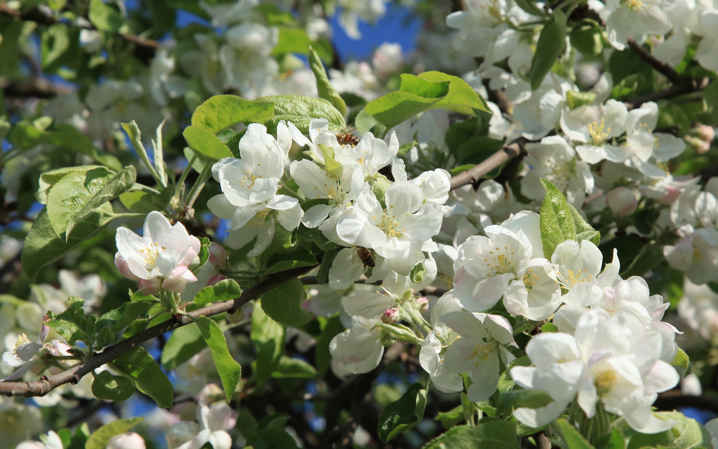 Apple Blossoms