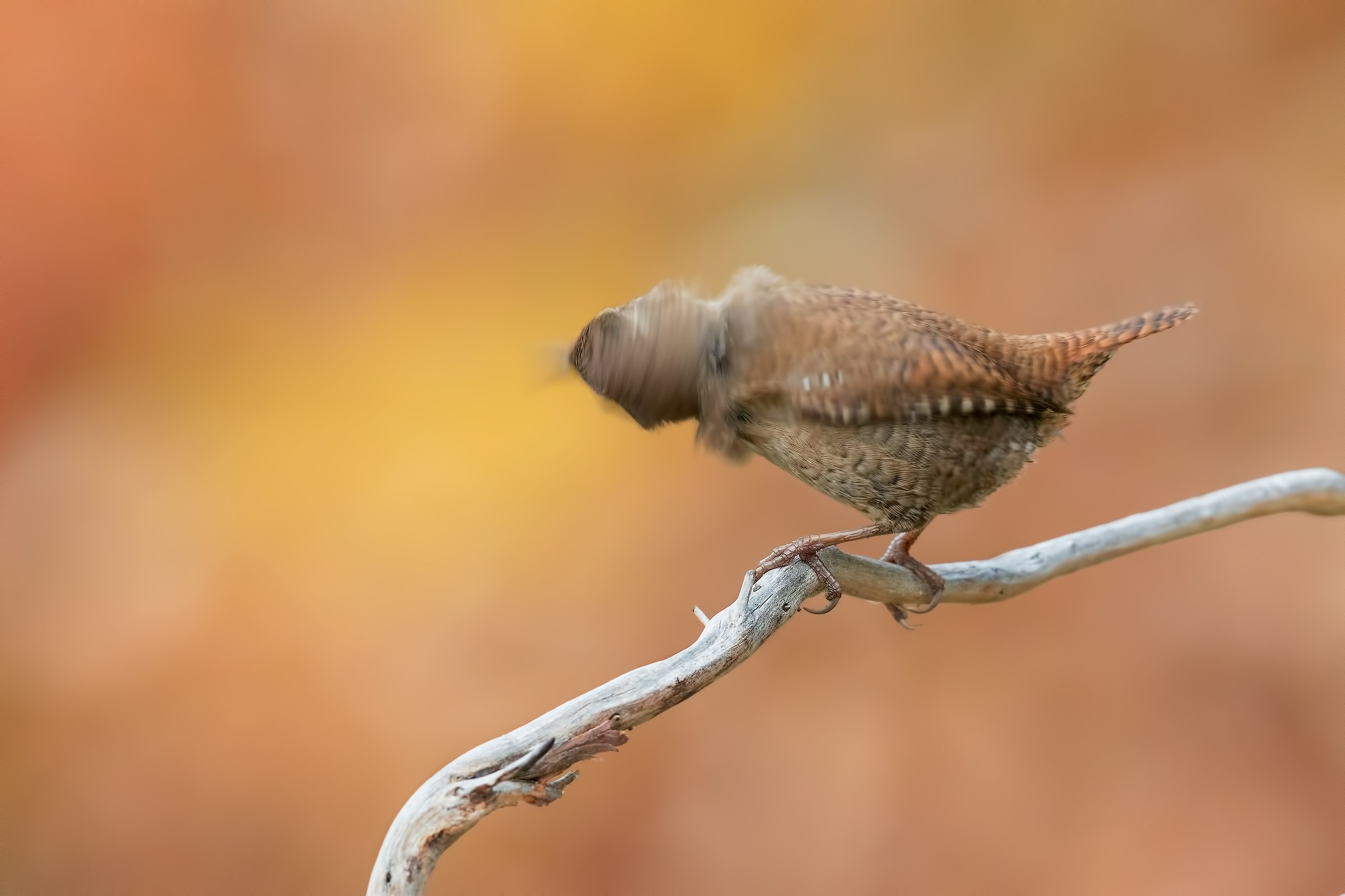 Wren