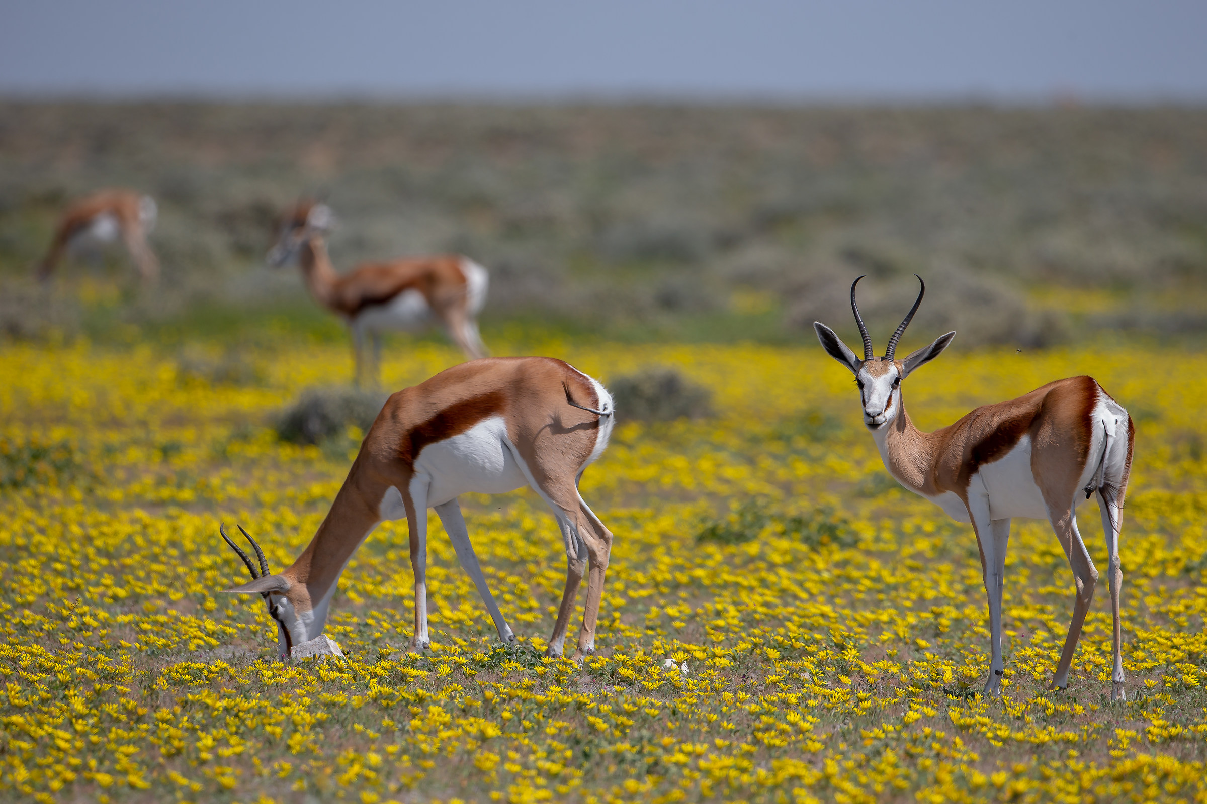 Etosha flowered