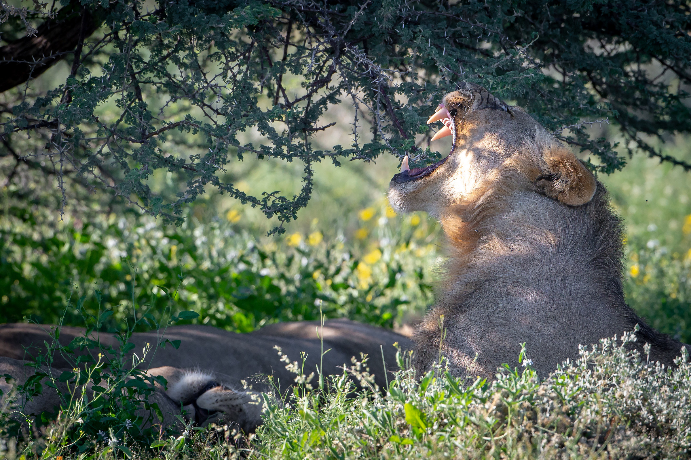 The young king is sleepy...