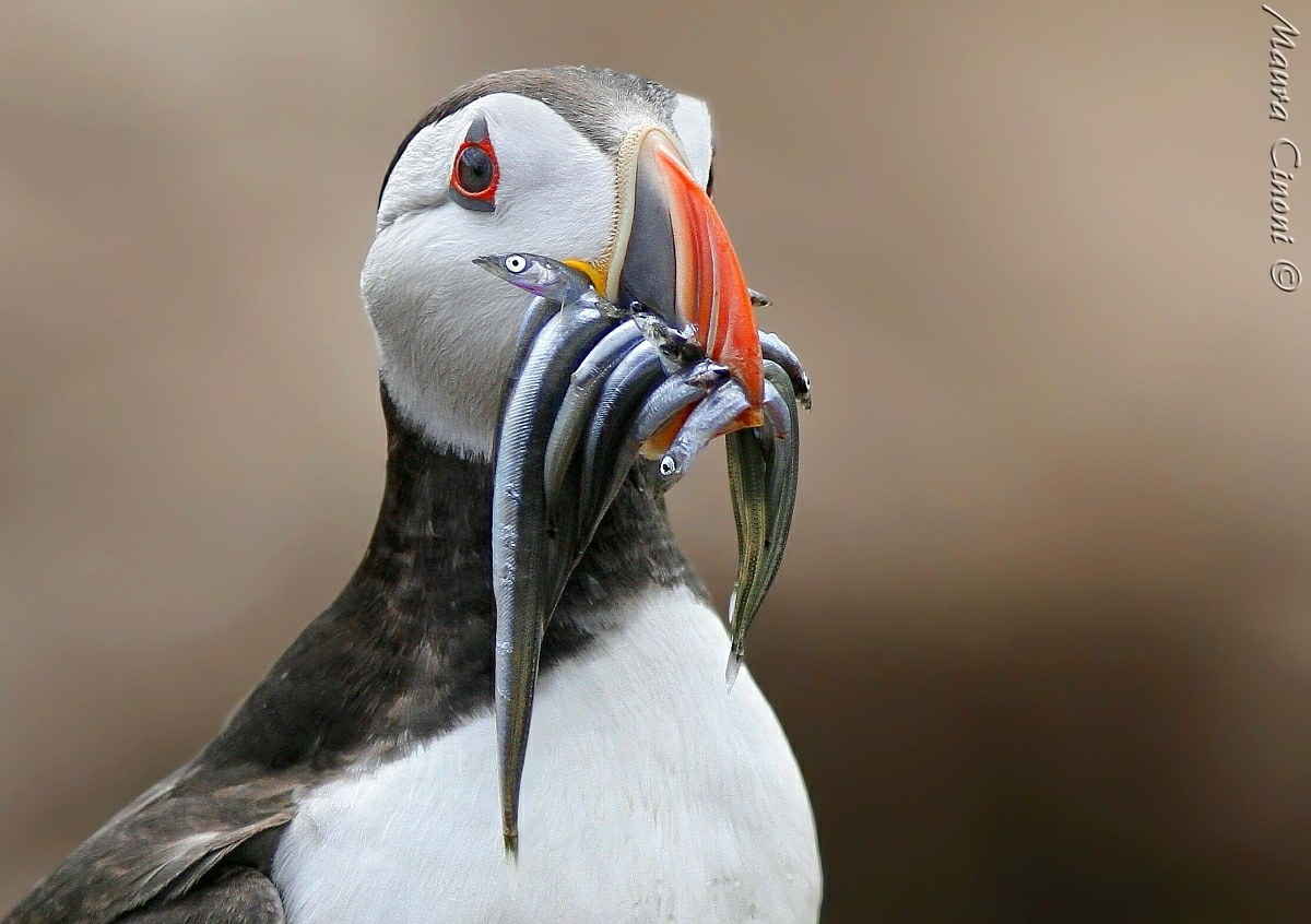 Puffin