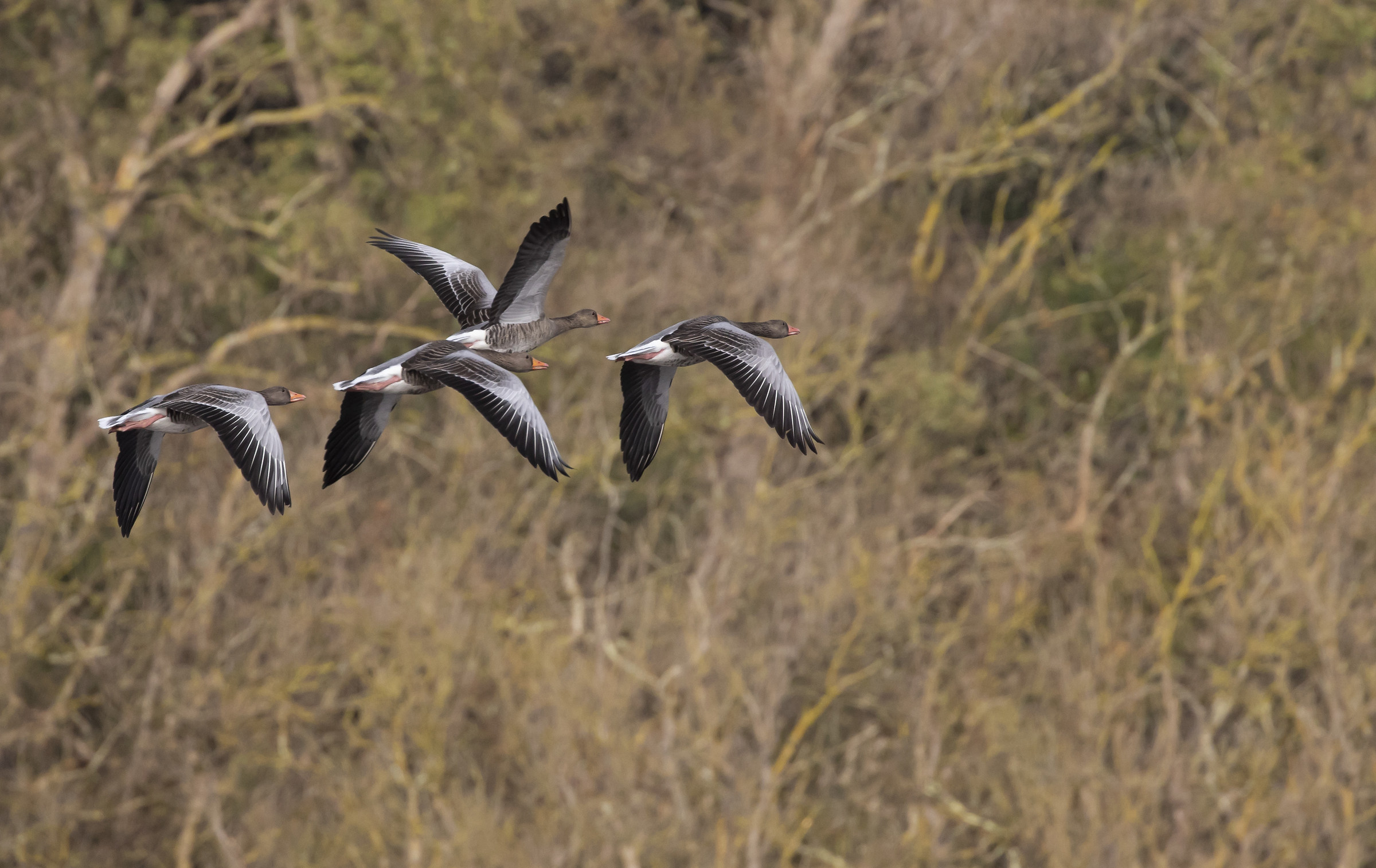 Geese in Bolgheri
