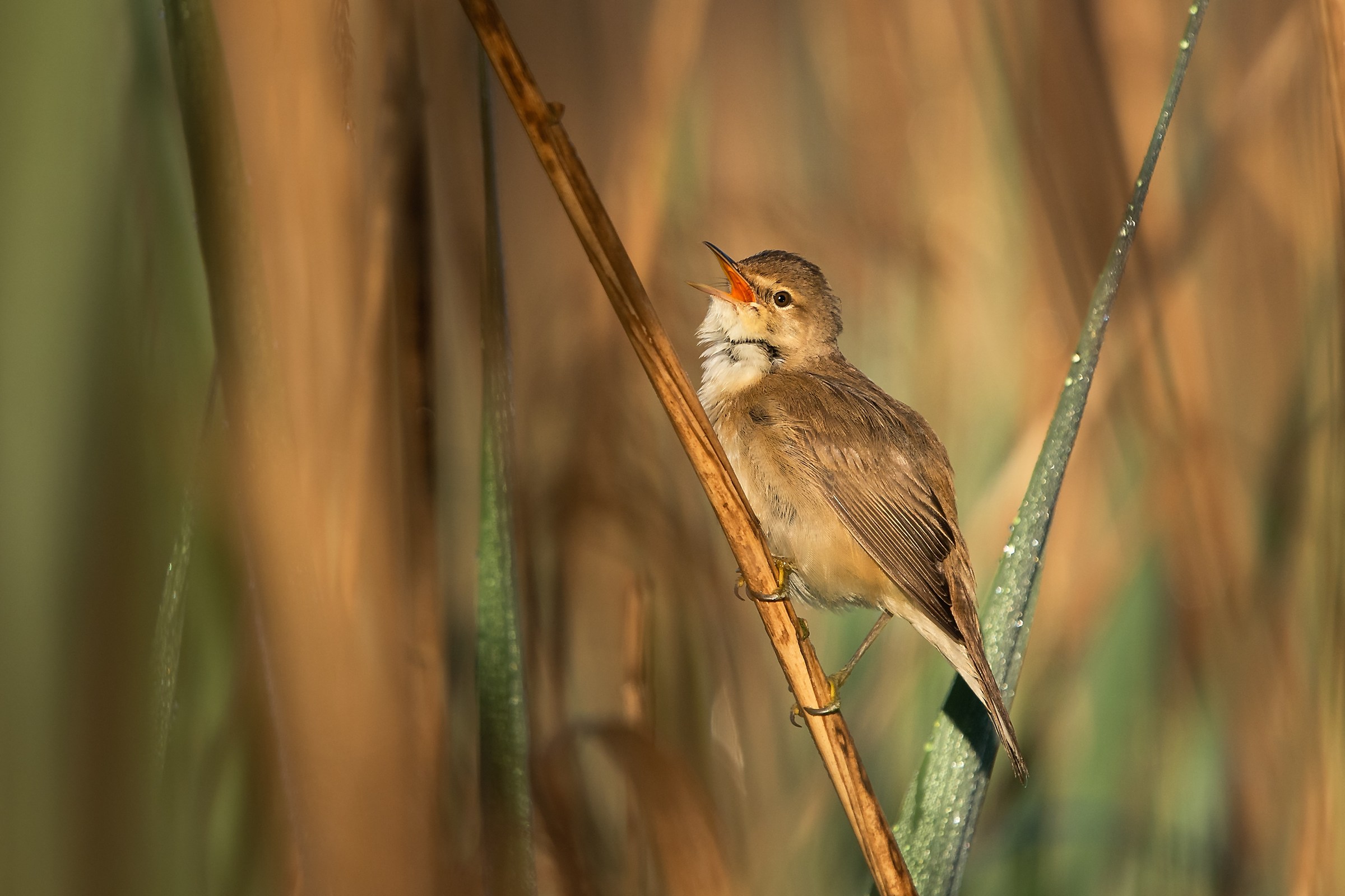 Acrocephalus scirpaceus