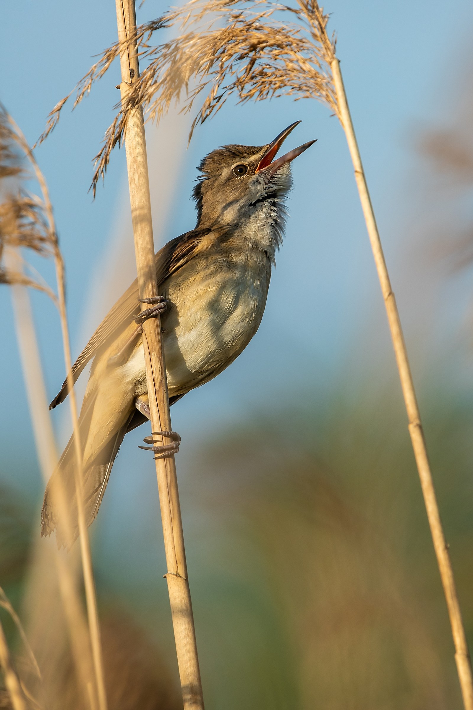Acrocephalus arundinaceus