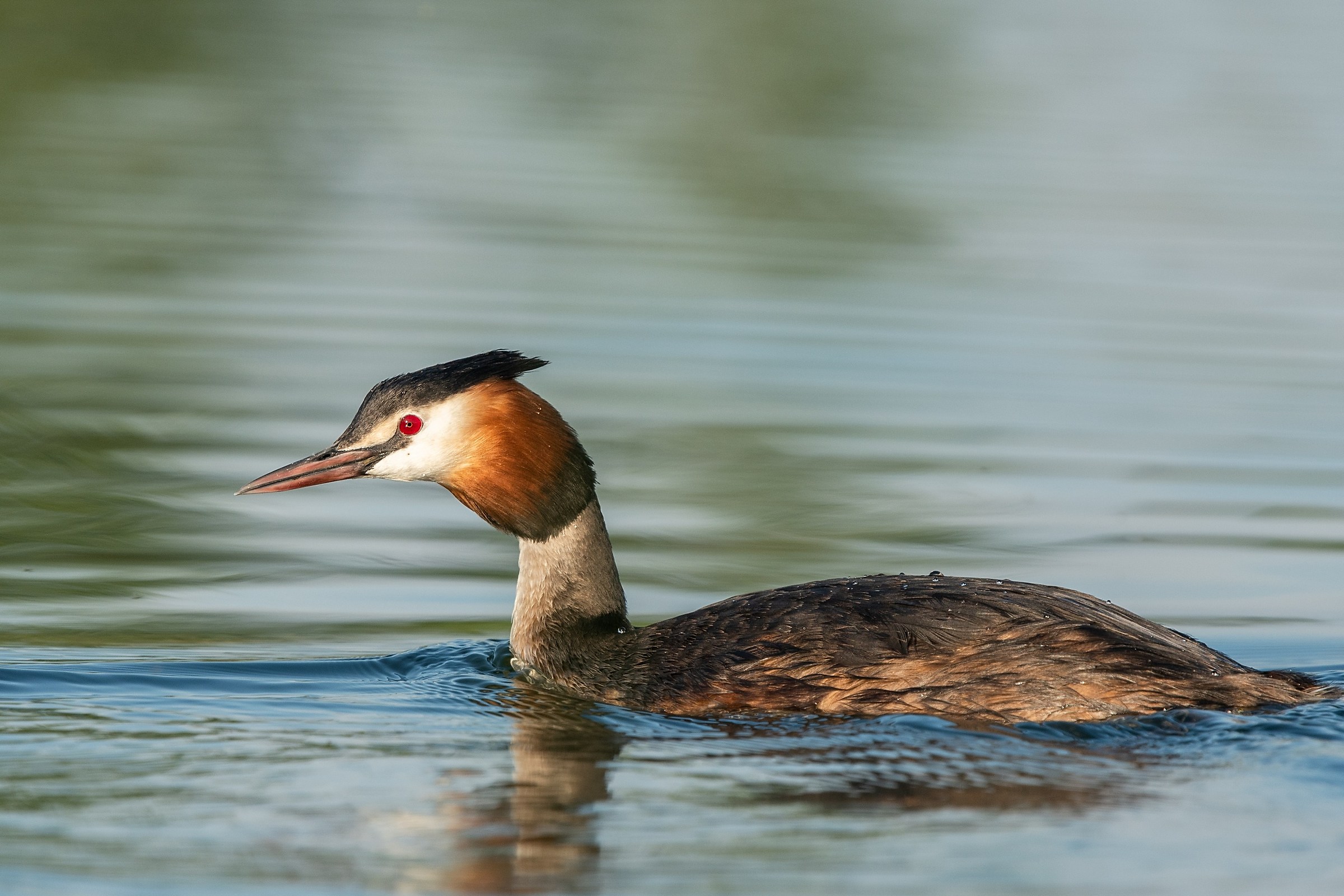 Acrocephalus arundinaceus